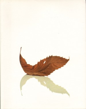 Peter Saville, Estate Peter Saville, Estate